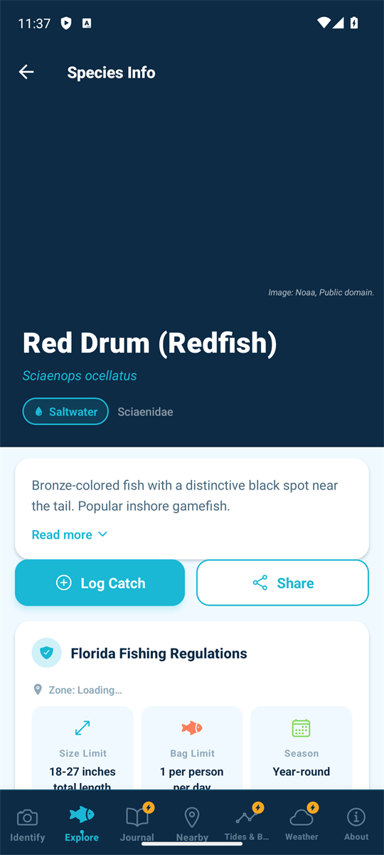 The HookID species screen for Red Drum (Redfish), Sciaenops ocellatus, showing a Saltwater tag, Log Catch and Share buttons, and a Florida Fishing Regulations card with Size Limit 18-27 inches total length, Bag Limit 1 per person per day, and Season Year-round
