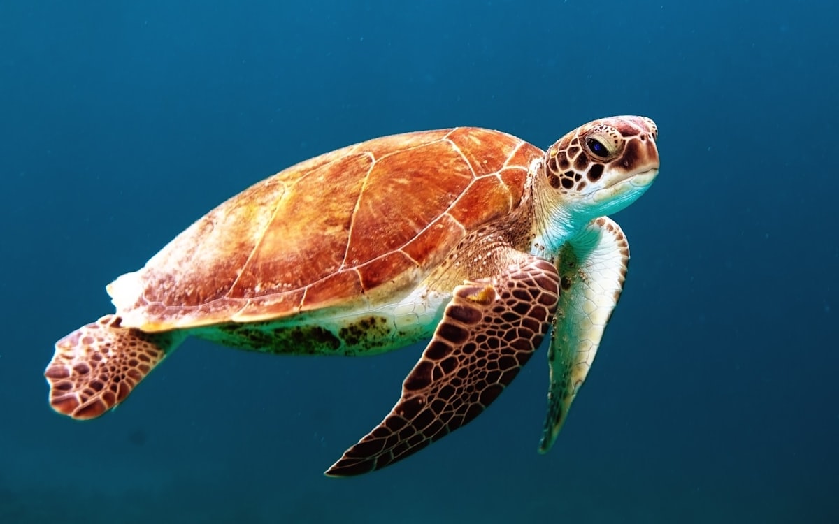 Sea turtle swimming in clear blue water